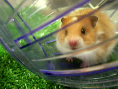 Little_bud