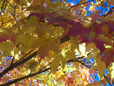 Yellowleaves
