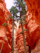 Determined_trees